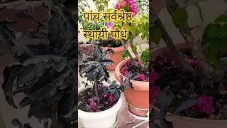 🧑&zwj;🌾Top 5 Tips for Terrace Gardening# #motivation