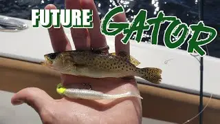 Inshore fishing Steinhatchee for trout in the Gamefish 25!!!