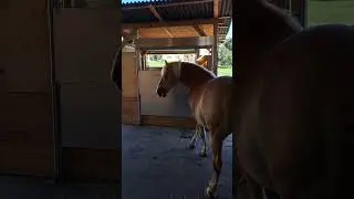 Neu bei Turbo Heuautomat - Nachr&uuml;sten einer Heuraufe auf zeitgesteuerte Heuraufe - kinderleicht !
