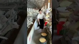 process of feeding sheep on a farm