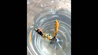 sepasang cupang kuning wah #short #shortvideo