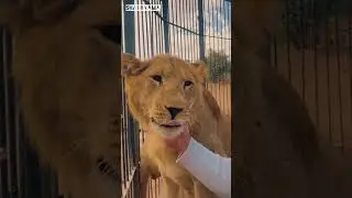 &zwnj;🦁تولد شیرهای باغ وحش شیراز &zwnj;🦁 تولد دو توله شیر در باغ وحش #شیراز