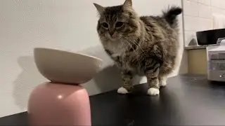 A way to make your cat drink more water