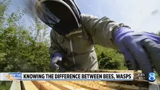 Key to saving bees? Knowing the difference between bees, wasps