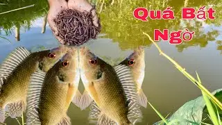 Как ловить луциана на червя | Непрерывный опыт ловли луциана | Hạnh Fishing