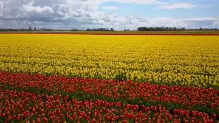 Explore the Beauty of Tulip Fields in the Netherlands: A Cinematic Tour 4k Unbelievable Vivid Tulips