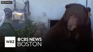 Over 500 pound bear living under man's home in California evicted after weeks