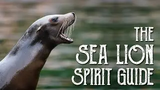 Sea Lion Spirit Guide - Ask the Spirit Guides Oracle - Totem Animal, Power Animal - Magical Crafting