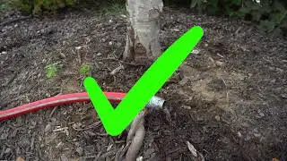 How To Water In The Summer CARSON'S NURSERIES