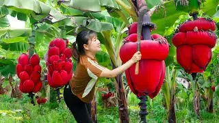 WOMAN Harvesting BANANA Goes To Market Sell - Red banana variety covered with thick skin,Farm Life