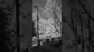Rollei Infrared in a Rollei 35 with a 720nm filter #crusaderrabbit59 #35mm #Infrared