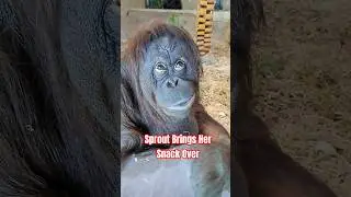 Orangutan Sprout Brings Her Snack Over