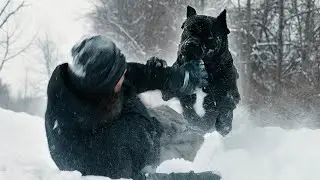 Cane Corso ATTACK RAW Video Playing with my dog