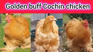 Golden heavy buff hen | buff heavy Cochin | golden heavy buff price in Pakistan | Cochin chickens