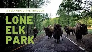 Lone Elk Park  Full Fall Drive Through 2020