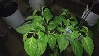 Night Update_Scotch Bonnet Chili Farming in Sri Lanka 🌶️ l FLIQZI Official 