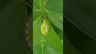 INSECT/ GREEN SHIELD BUG