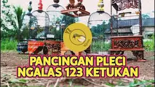 PANCINGAN PLECI NGALAS 123 KETUKAN 1️⃣2️⃣3️⃣ Perangsang Pleci Ngalas 123 Waktu Diembun Pagi✔️