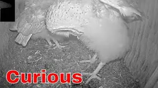 🦉 Barn Owl Nestlings Explore Their Nest Box | Adorable Animal Moments