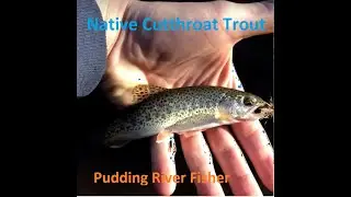 Pudding River, Oregon Cutthroat Trout Catch and Release on Okuma Fly Rod