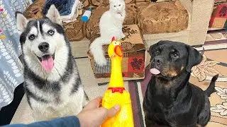 Chicken 🐔 hunting challenge | dog can talk part 264 | roxycheeni | Review reloaaded