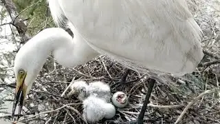 Beautiful Family Of Medium Egret Bird #birds #cutebaby #nature #wildlife #viralvideo #youtube #love