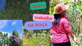 A import&acirc;ncia de podar bananeiras. #ro&ccedil;aminhapaix&atilde;o #youtube  @vandaalves12 