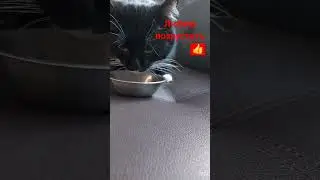 Домашние животные. Котик. Простые радости. #кот #котики #тренды