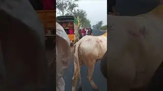 ರೈತ 💓😘 #raita #automobile #hori #love #radha #song #radheradhe #cow #comedy #duet