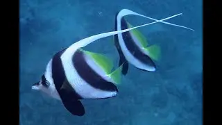 Living Jewels Butterflyfish Vol 4, Bannerfish HD