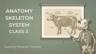 Complete Bovine Skeleton Anatomy | 3D Model Explanation | Axial & Appendicular