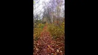 Voran Vollblind