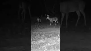😇 #huntingvideos #giantwhitetail #giantdeer #bowhunting #bowseason #bigbucks #hunting #deerhunting