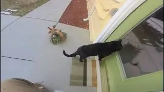 Black Cat Compilation