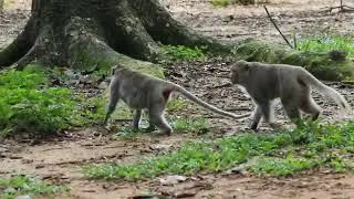 Monkey Obey Sit Wait Mama Jane in Forest Then Come Out  / MA-D.821