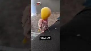 Попугаи Оч Привязываются к Людям 🦜