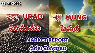उड़द  URAD  మినుము, मूंग  MUNG  పెసర Market Report 22-01-2026