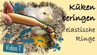 Hühner 7 💍🐤 Küken beringen - elastische Ringe, Ringpistole, Rings 4 Wings & das erste Mal raus 🌳