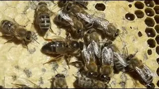Queen Bees Appeared in the splits