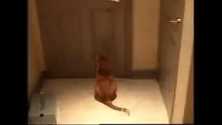 Cat Opens Door! (long version)