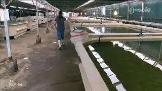 Aquaculture : Visite de 