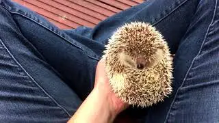 The Hedgehog Song - Amy Goddard