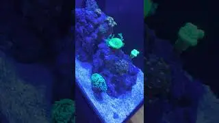 Daily feeding routine for my SPS and soft coral reef tanks (Target feeding my diamond goby)