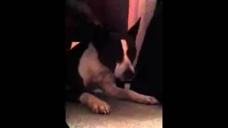 Basenji howl and shake