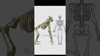 5 Terrifying and Extinct Prehistoric Primates... #extinction #primates #animals #iceage