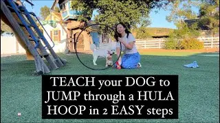 TEACH your DOG to jump through a HULA HOOP in two EASY steps