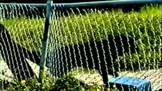 Michael Vadnal Animal Shelter Awareness Music Video
