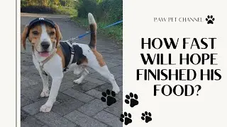How fast will Hope the beagle dog finish his food?