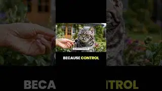 Cats Explain Why Silence Works Best 😾