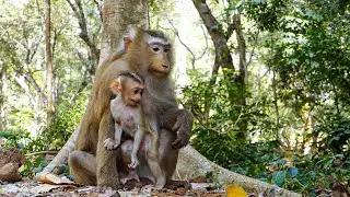 Nature gentle bond |A cute vibe from baby monkey Rina insisting mom Rose to play lol
